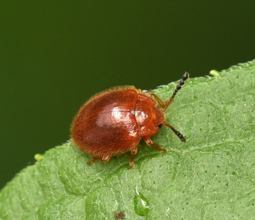 Stenotarsus observed 2026-07-08