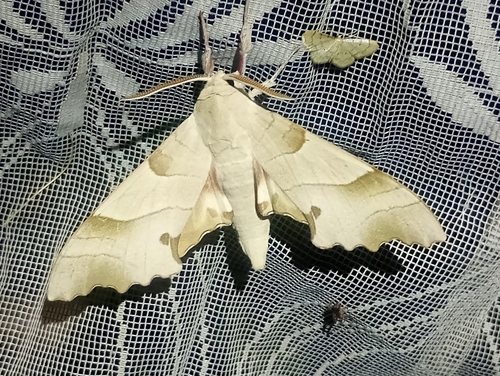 Oak Hawkmoth