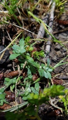 Psilocarphus tenellus