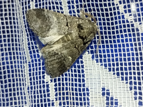 oak marbled brown