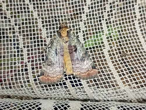 Noctuelle gris-de-lin (La)