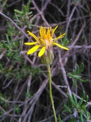 Brachyclados lycioides