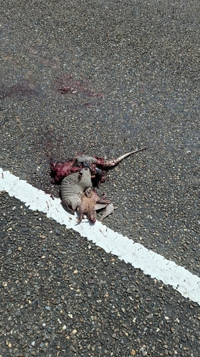 Mexican Long-nosed Armadillo