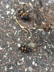 Nicrophorus carolina