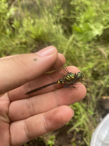 Somatochlora graeseri