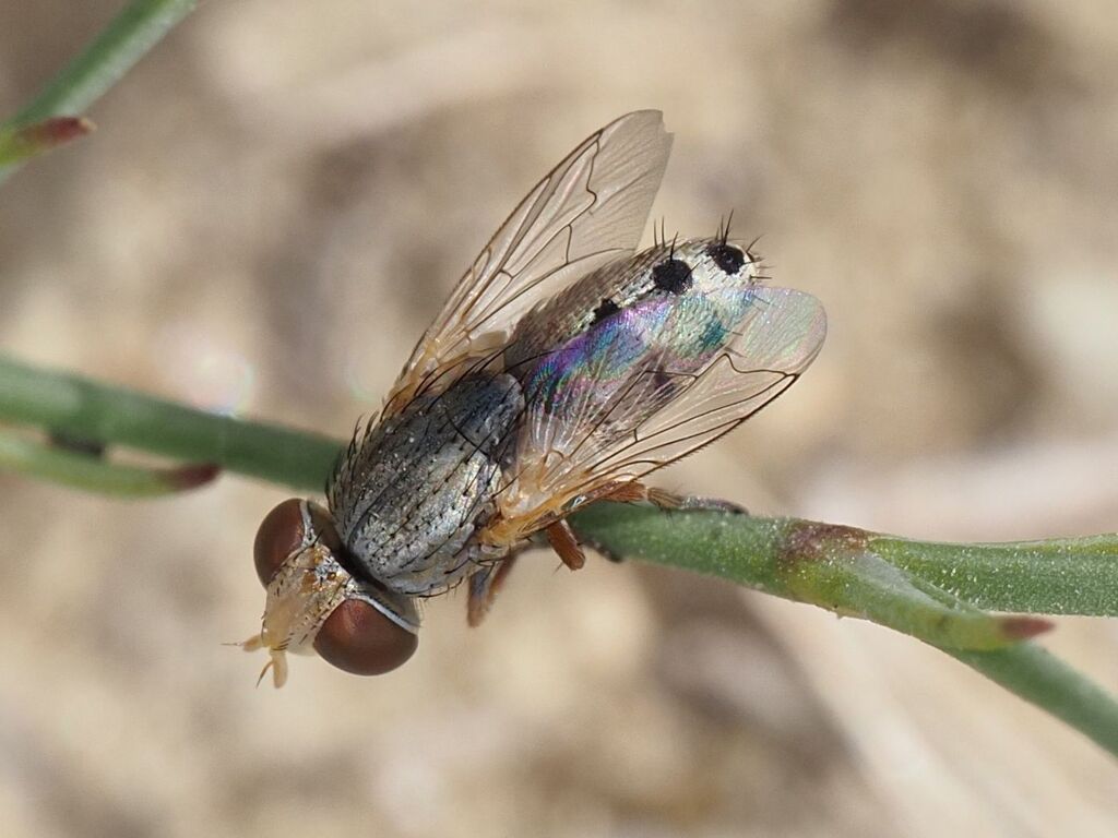 Apodacra