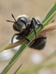 Microdon lanceolatus