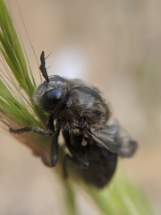 Microdon lanceolatus