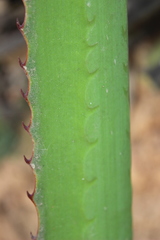 Furcraea guerrerensis