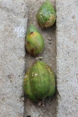 Furcraea guerrerensis