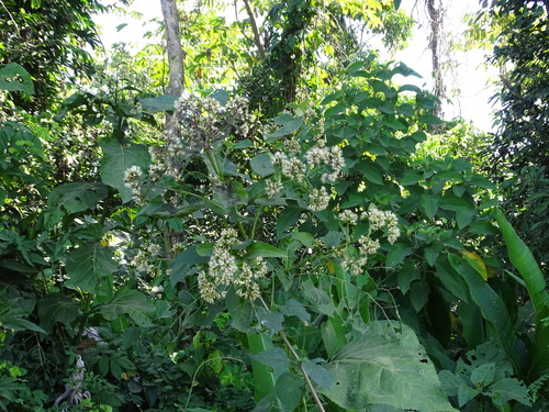 Critonia quadrangularis, photograph 4