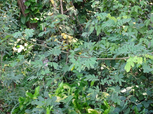 Machaerium biovulatum observed 2025-01-22