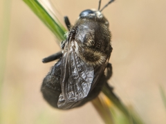 Microdon lanceolatus