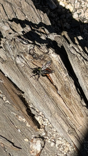 iNaturalist observation photo of Bee-mimic Robber Flies