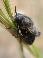 Microdon lanceolatus