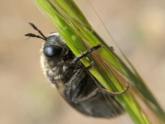 Microdon lanceolatus
