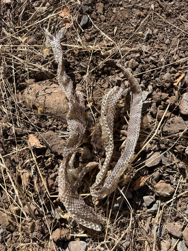 Northern Pacific Rattlesnake seen in Sonoma Valley
