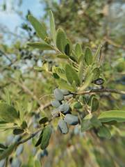 Forestiera phillyreoides