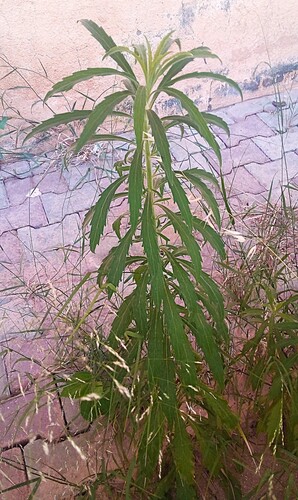 tropical horseweed
