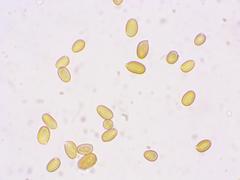 Agaricus megalocarpus