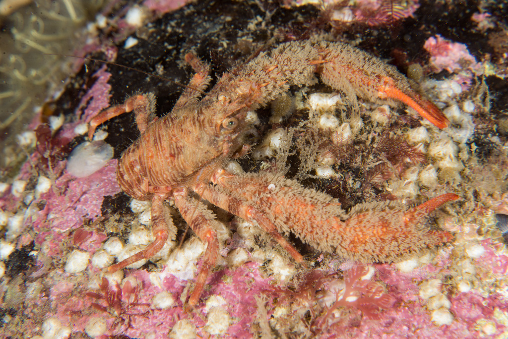 Galathea nexa