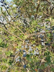 Forestiera phillyreoides