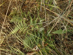 Polystichum neozelandicum neozelandicum