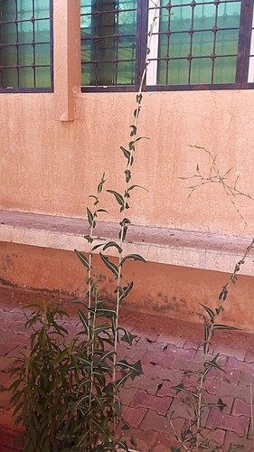 prickly lettuce