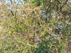 Forestiera phillyreoides