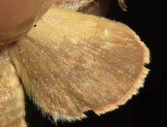 Hemiceras sparsipennis