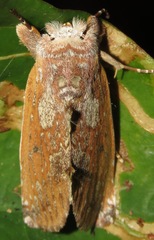 Hemiceras sparsipennis