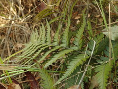 Polystichum neozelandicum neozelandicum