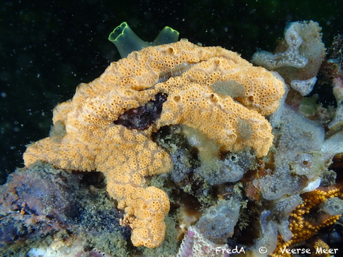 Chain Tunicate, Beveland-Nord, Pays-Bas, photo 10 of 10
