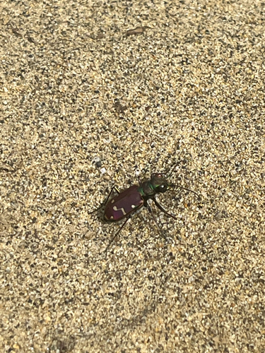 Common Claybank Tiger Beetle