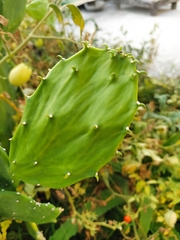 Opuntia dulcis
