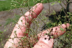 Spermolepis divaricata