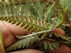 Polystichum neozelandicum neozelandicum
