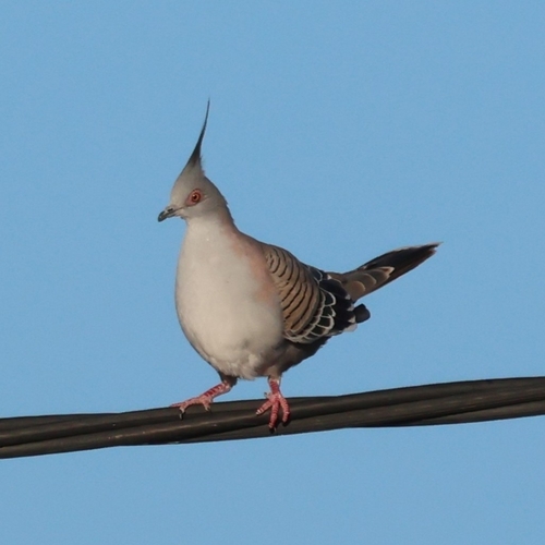 Crested Pigeon