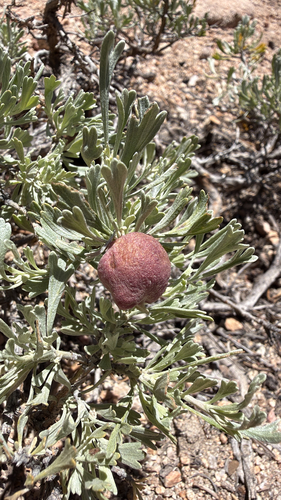iNaturalist observation photo of Sponge Gall Midge