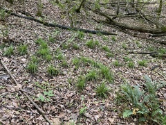 Carex cumberlandensis