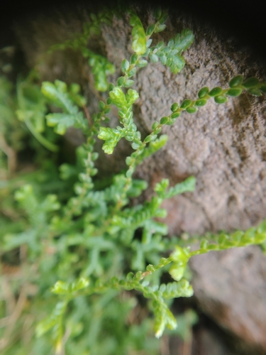 Selaginella sinensis