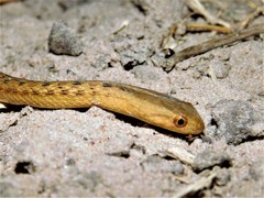 Dryophylax hypoconia