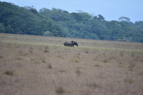 Forest Elephant