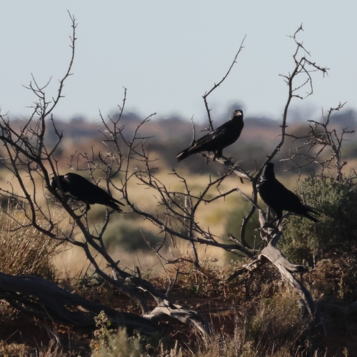 Little Crow (Corvus bennetti), photo 5