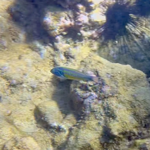 Thalassoma quinquevittatum, 2026-07-07