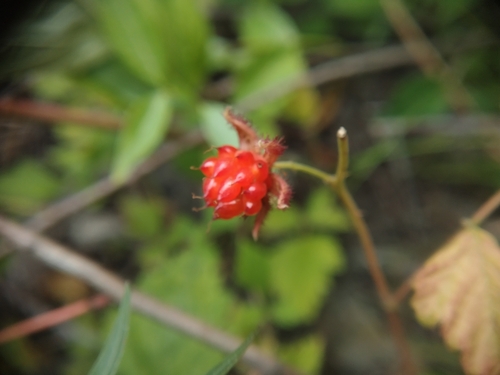 Korean Raspberry