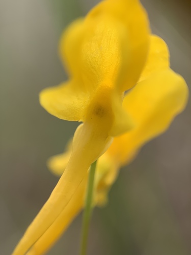 Utricularia cornuta image
