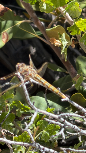 iNaturalist observation photo of Variegated Meadowhawk