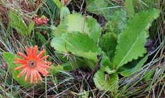 Gerbera aurantiaca
