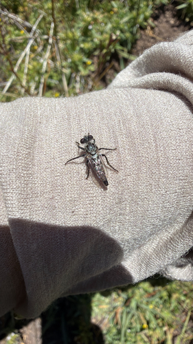 iNaturalist observation photo of Cyrtopogon